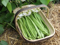 Runner Bean White Lady - Seeds