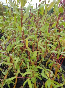 Salix × sepulcralis 'Erythroflexuosa'