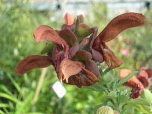 Salvia africana-lutea