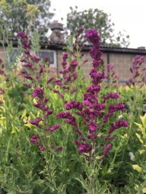 Salvia nemorosa ‘Schwellenburg’