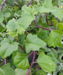 Senecio angulatus