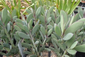 Senecio crassissimus