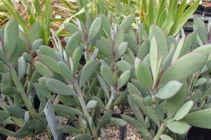 Senecio crassissimus