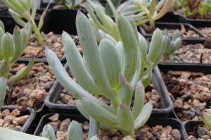 Senecio serpens