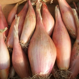 Shallot Zebrune Seeds