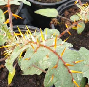 Solanum pyracanthum