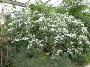 Lycianthes (Solanum) rantonnetii 'Album'