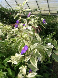Lycianthes (Solanum) rantonnetii 'Variegatum'