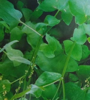 Sorrel Green de Belleville Seeds