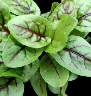 Sorrel Red Veined Seeds