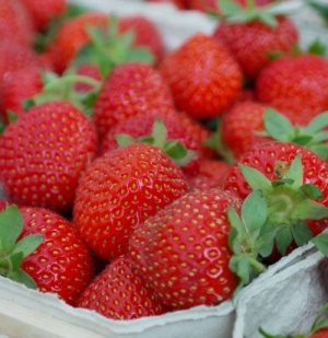 Strawberry 'Hapil' - potted