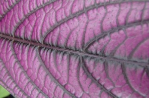 Strobilanthes dyeriana