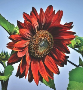 Sunflower 'Red Sun' seeds