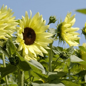 Sunflower Buttercream F1- Seeds