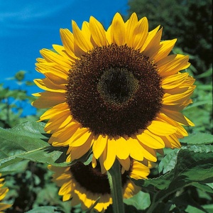 Sunflower Giant Yellow Single - Seeds