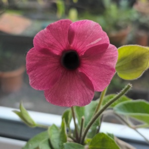 Thunbergia  'Blushing Susie'