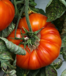 Tomato Beefmaster F1 Seeds