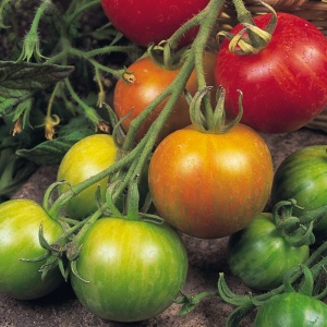 Tomato Tigerella - Seeds