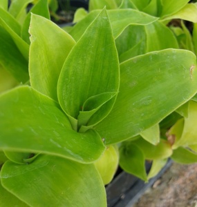 Tradescantia plain green