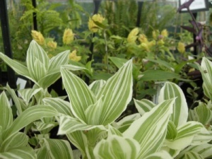 Tradescantia fluminensis 'Quicksilver'