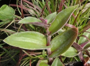 Tradescantia species