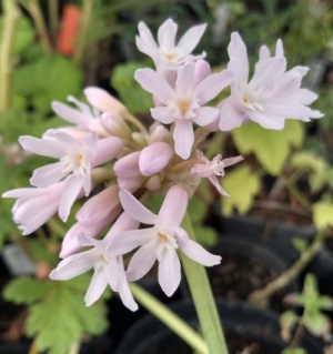 Tulbaghia natalensis