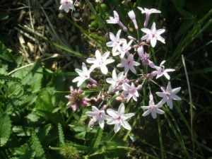 Tulbaghia  'Fairy Star'