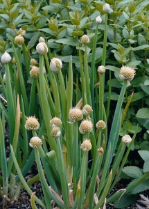 Welsh Onion (Bunching Onion) - plant