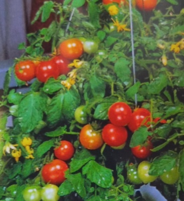 Tomato Tumbler Seeds