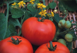 Tomato Marmande - Seeds