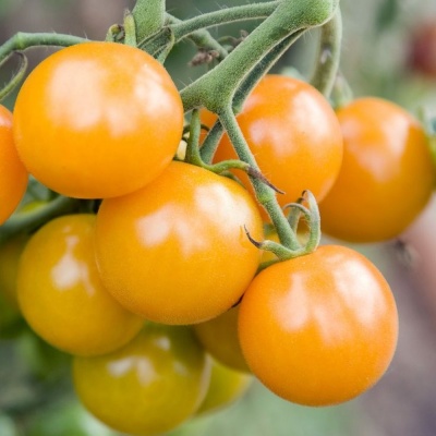 Tomato Sungold F1 - Seeds