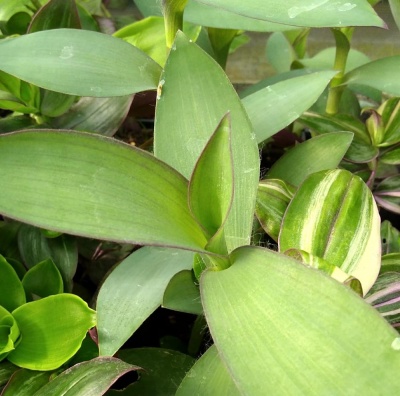 Tradescantia pallida