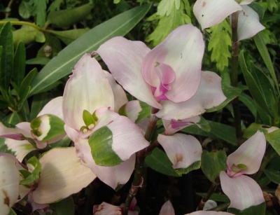 Tradescantia fluminensis 'Maiden's Blush'