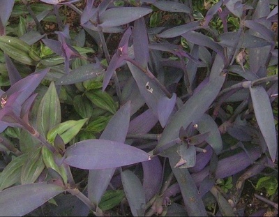 Tradescantia pallida 'Purpurea'