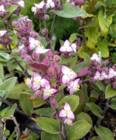 Tradescantia species