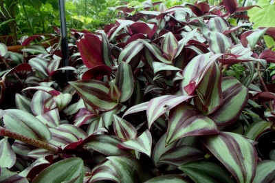 Tradescantia zebrina