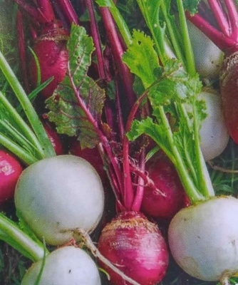 Turnip Temari Mixed F1 Seeds