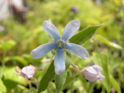 Tweedia caerulea 'Heavenborn'