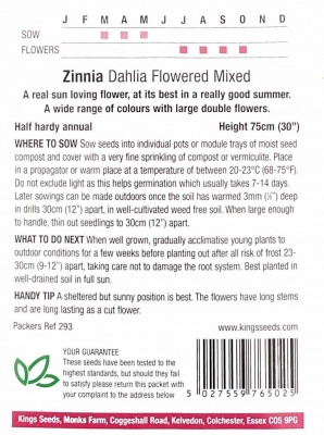 Zinnia Dahlia Flowered Mixed seeds